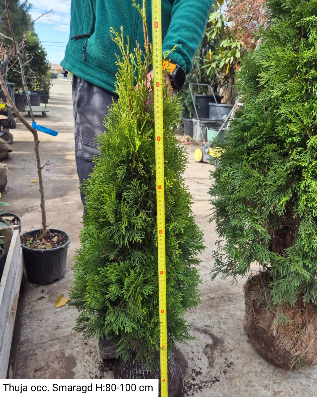 Thuja occ. Smaragd la balot