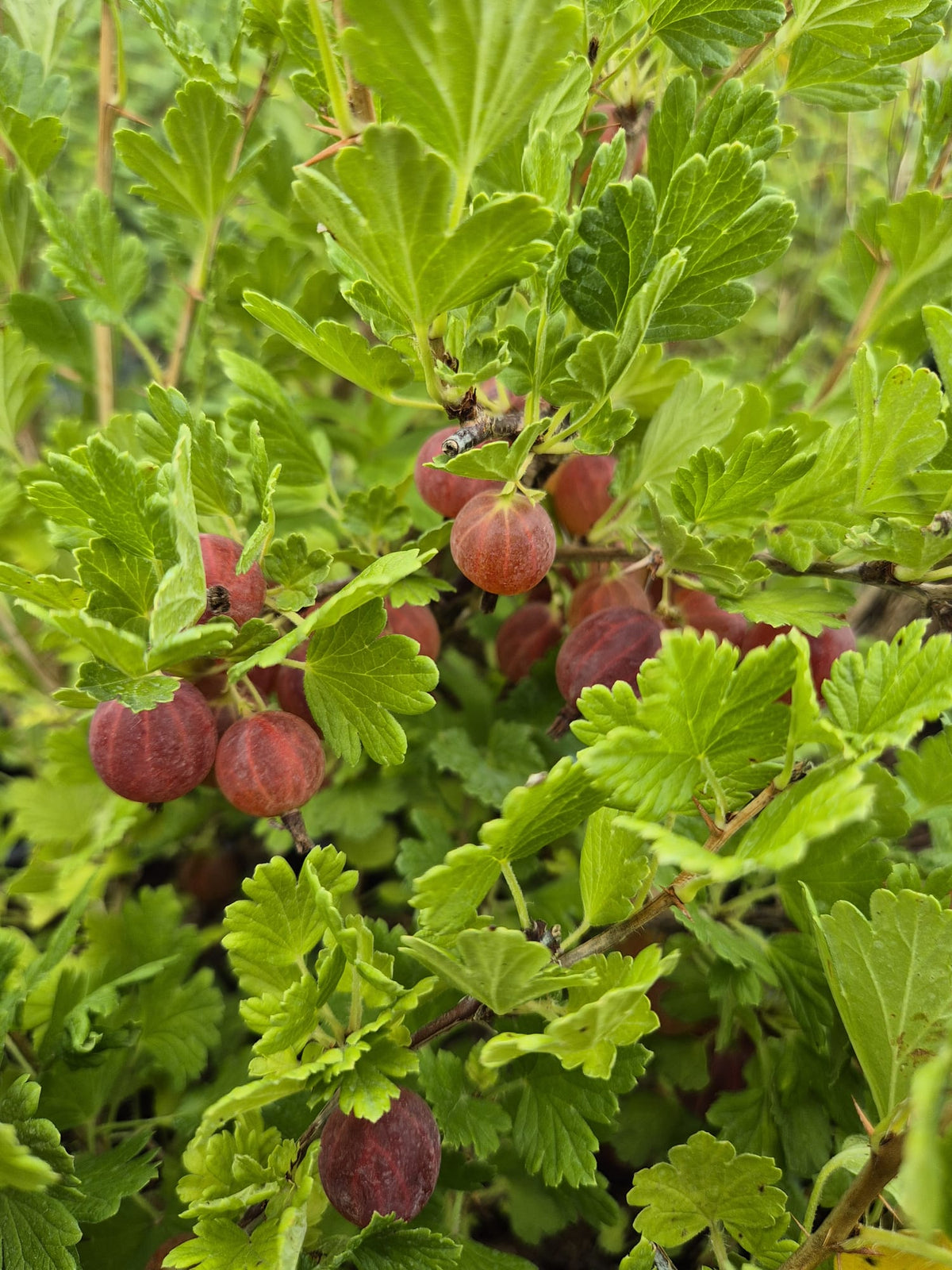 Agris rosu