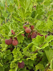 Agris rosu