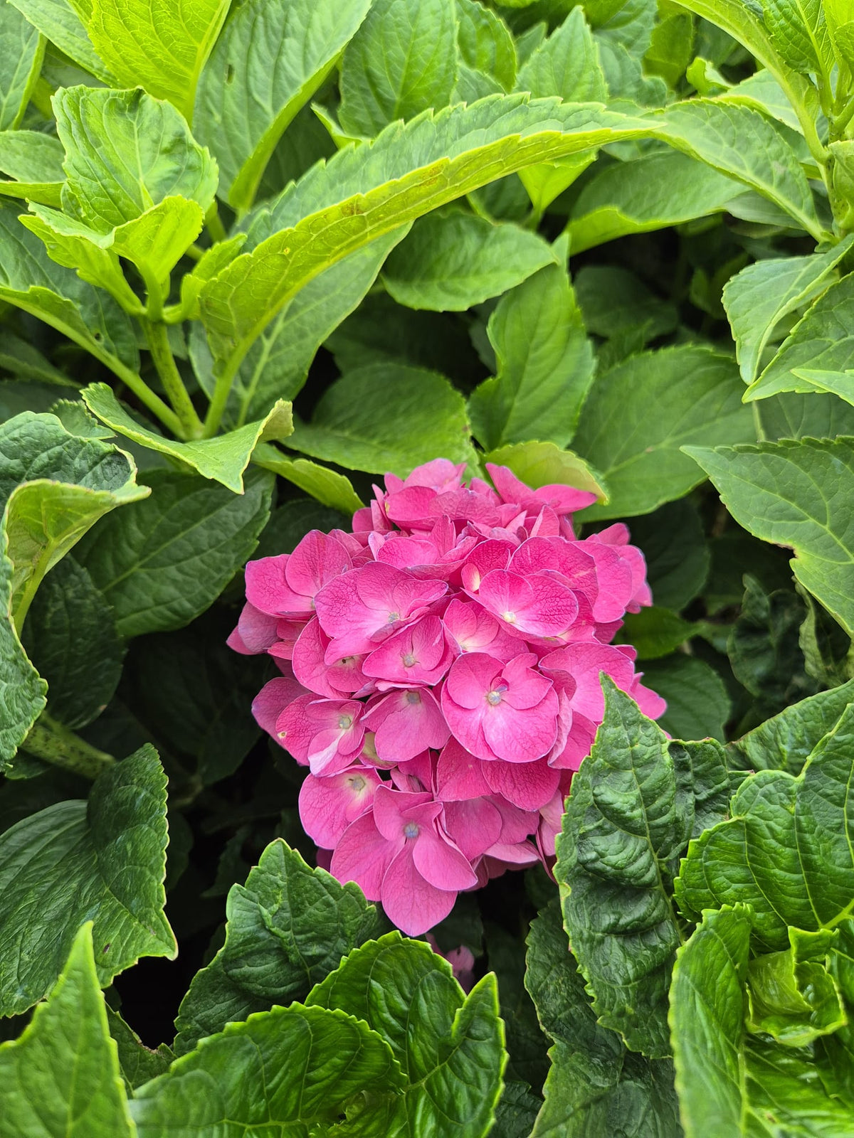 Hortensie - Hydrangea macrophylla ‘Bondesse’