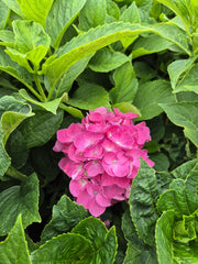 Hortensie - Hydrangea macrophylla ‘Bondesse’