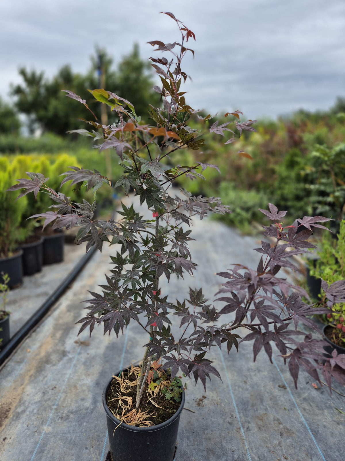 Artar Japonez - Acer palmatum 'Bloodgood'