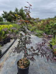 Artar Japonez - Acer palmatum 'Bloodgood'