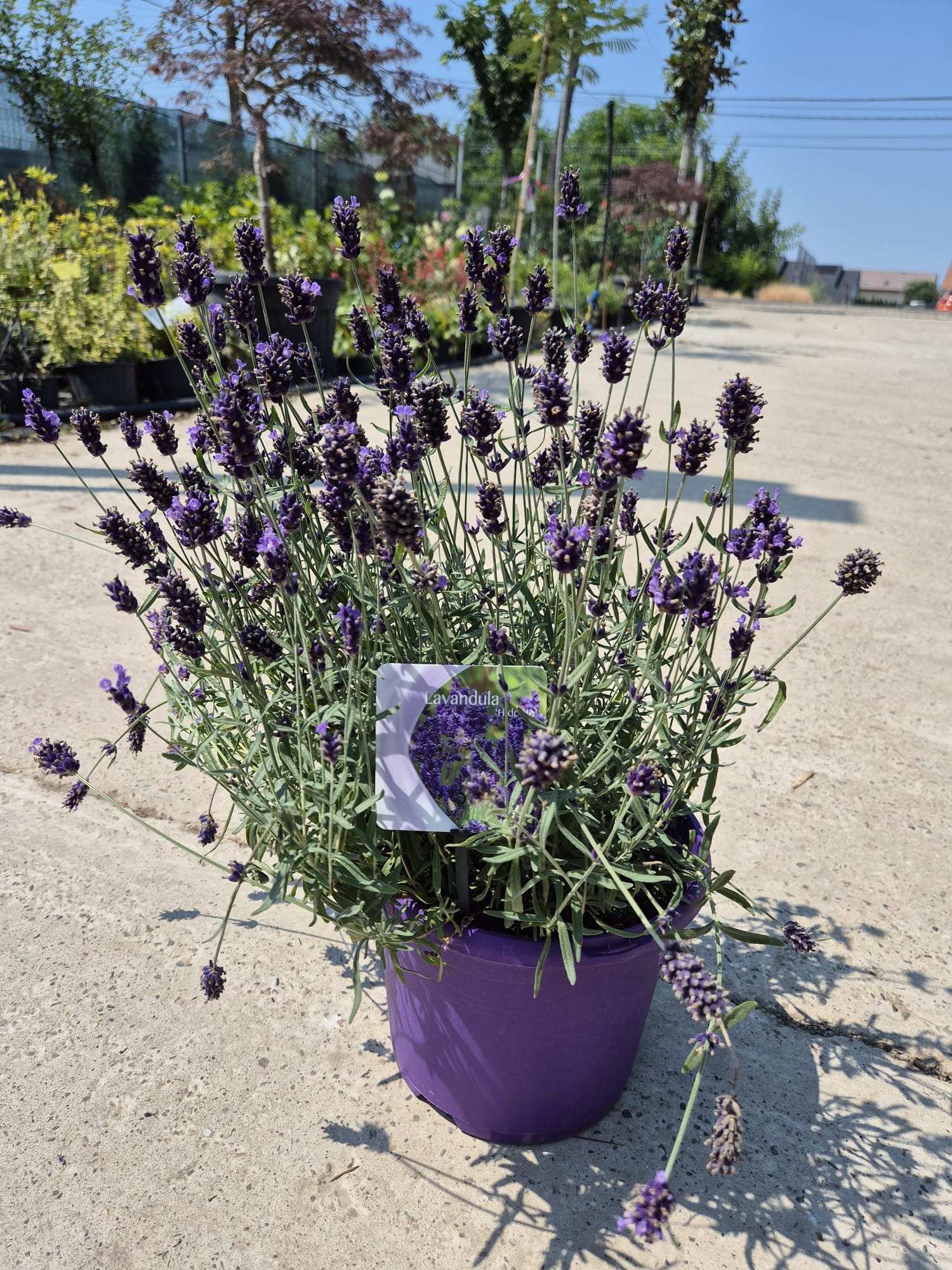 Lavanda - Lavandula angustifolia ‘Hidcote’