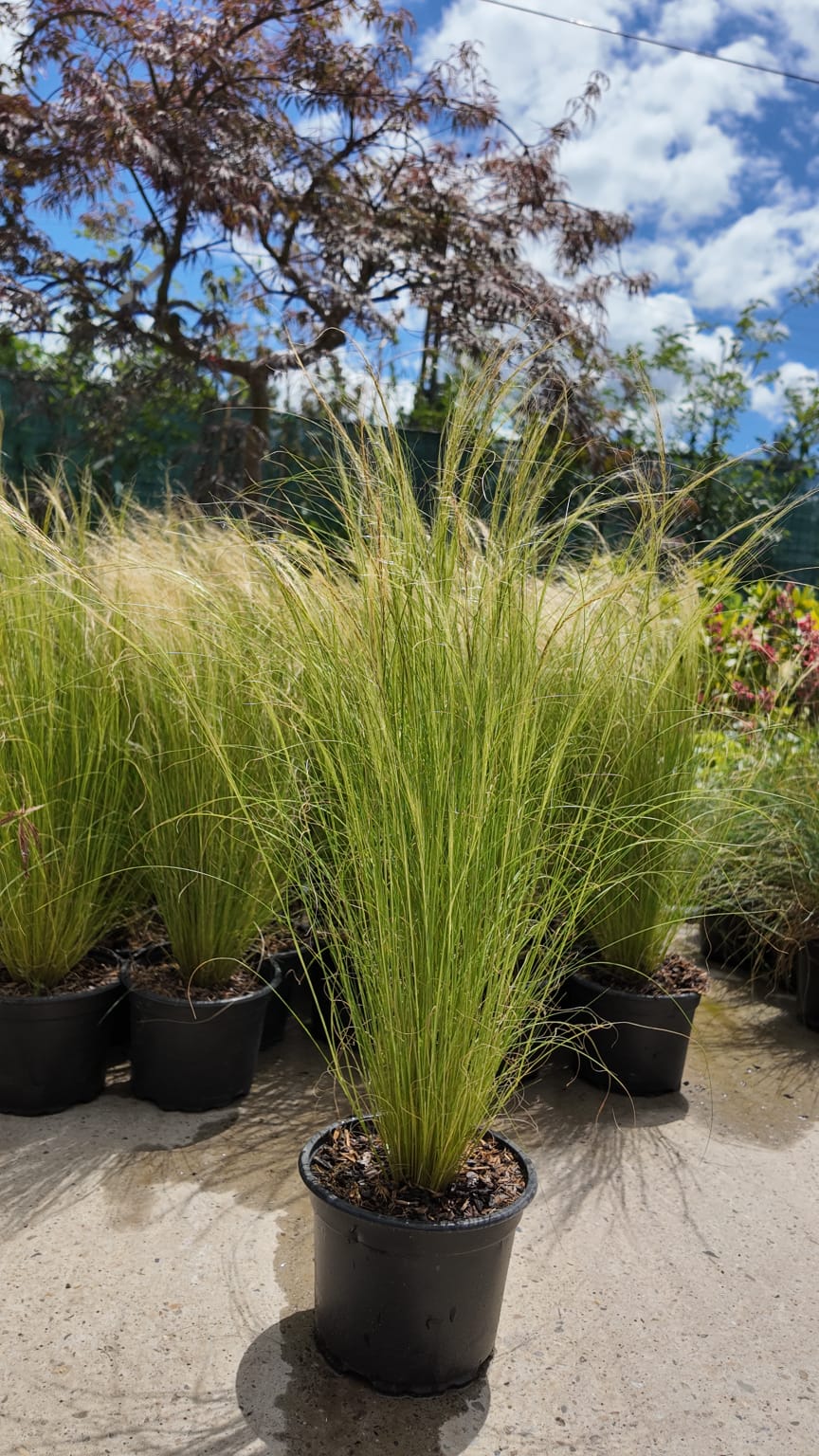 Stipa tenuissima 'Pony Tails'