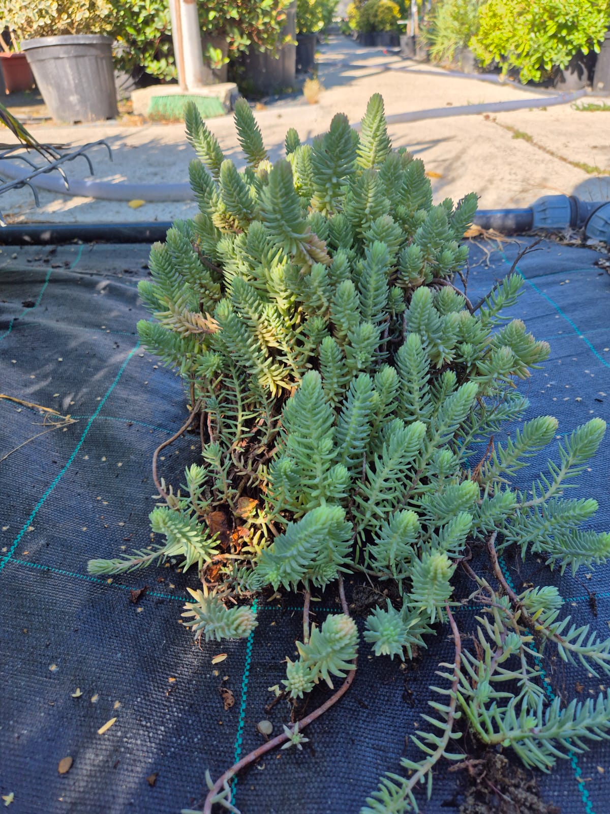 Iarba de piatra - Sedum reflexum