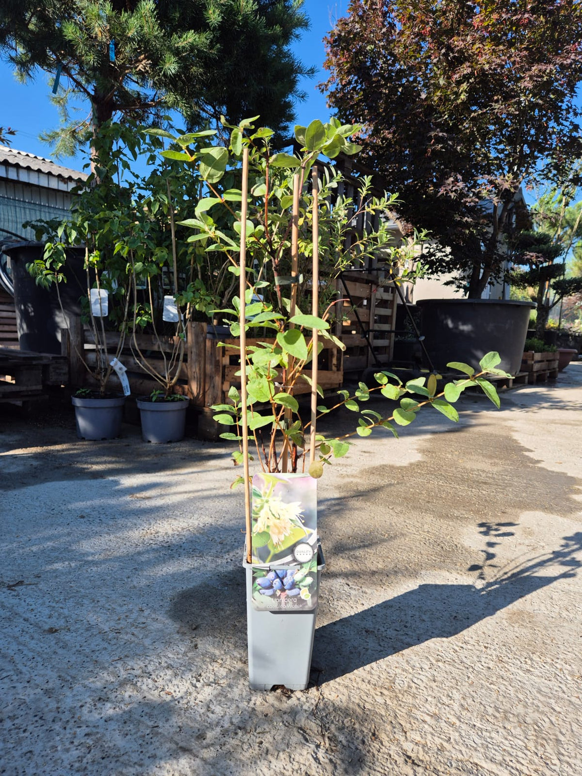 ☘️aiiKEN73*Garden☘️AG202602 Jardiniera, 33 x 18,5 x 45 cm, 