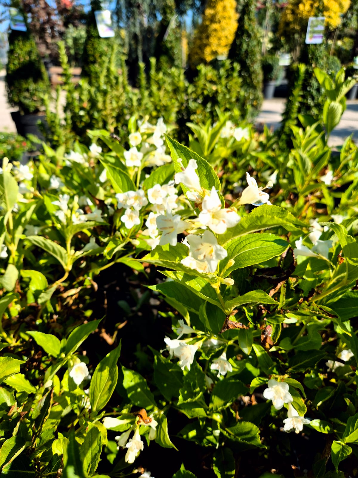 Weigela ‘Snowflake’