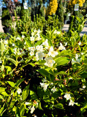 Weigela ‘Snowflake’