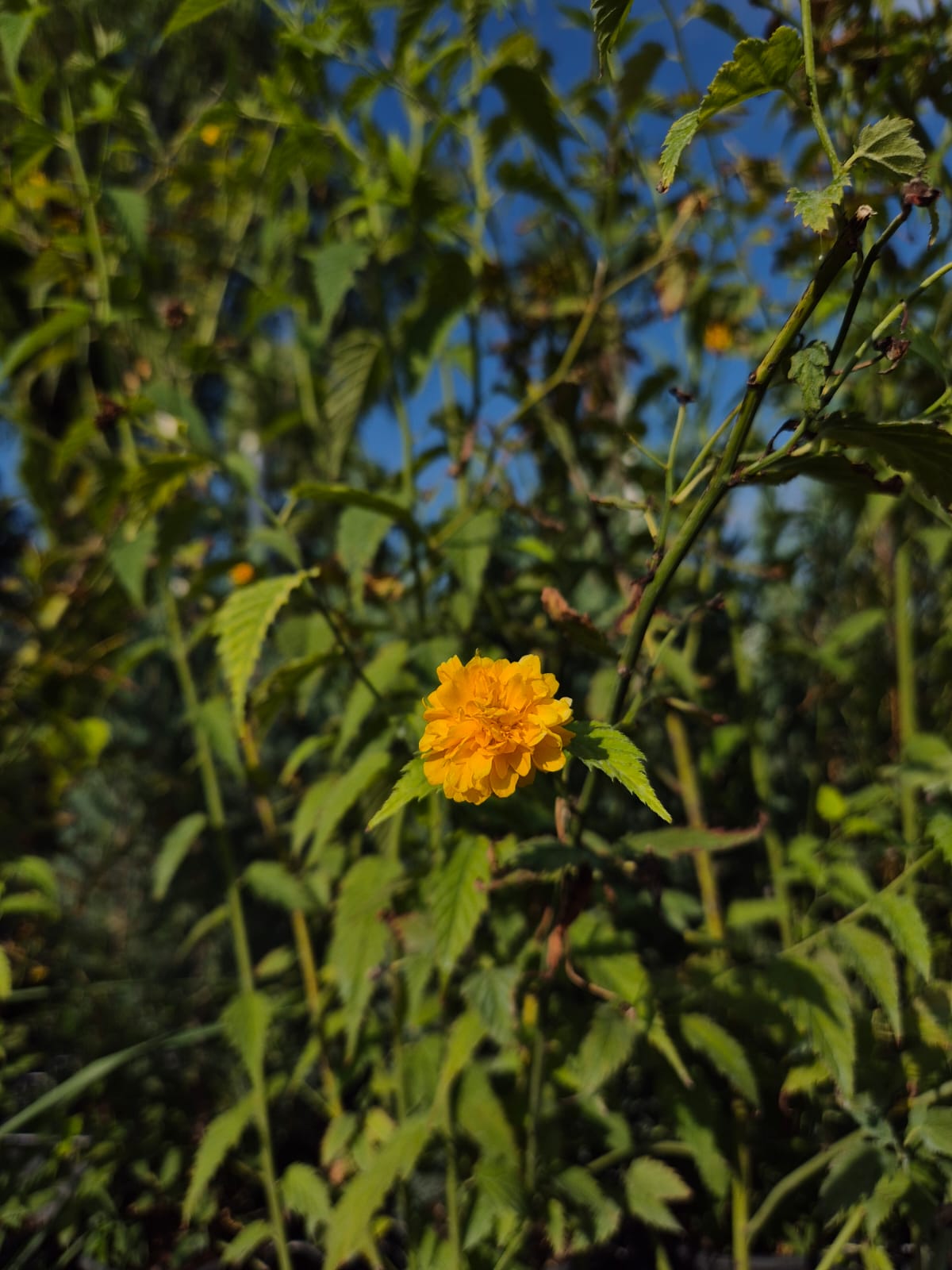 Trandafir japonez - Kerria japonica