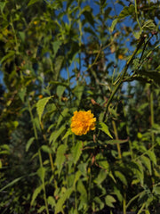 Trandafir japonez - Kerria japonica