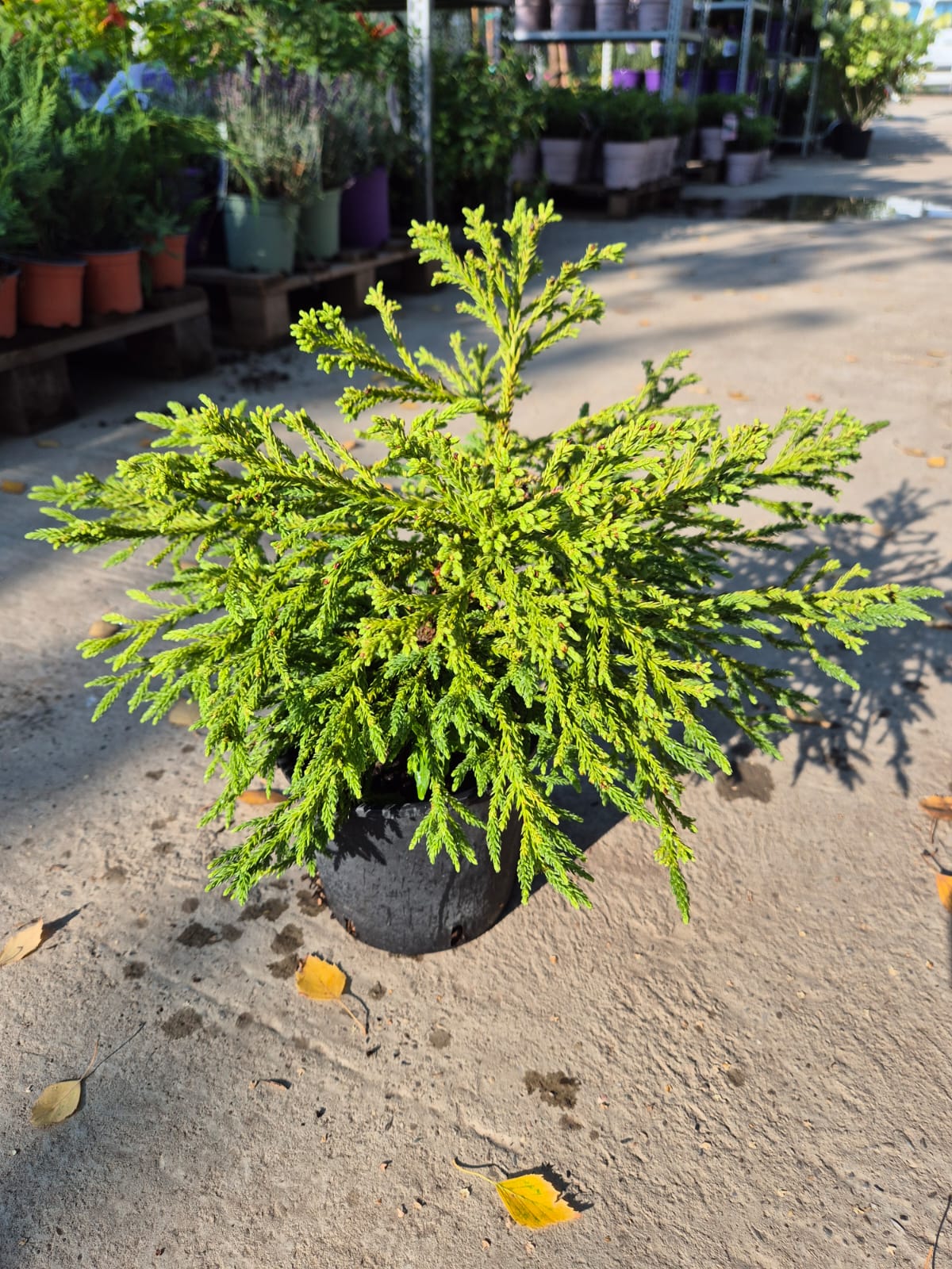 Cryptomeria japonica ‘Nana’