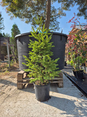 Molid - Picea Abies