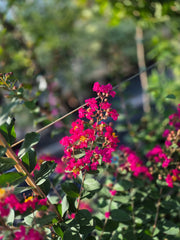 Lagerstroemia indica