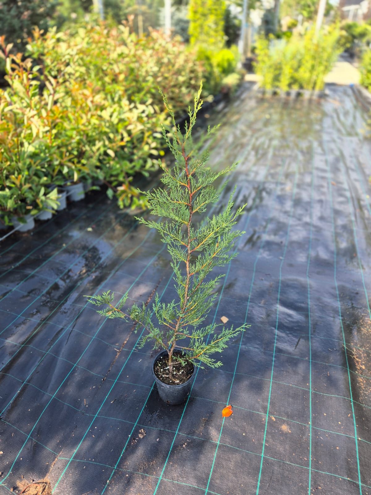 Cupressocyparis leylandii (Leylandii)