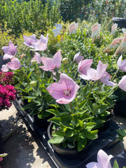 Floarea balon Roz- Platycodon grandiflorus ‘Astra Pink’