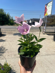 Floarea balon Roz- Platycodon grandiflorus ‘Astra Pink’