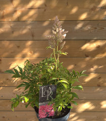Astilbe Roz  C2