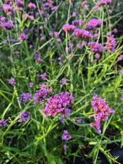 Verbena bonariensis