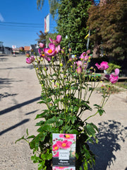 Anemone Fantasy 'Jasmine' C2