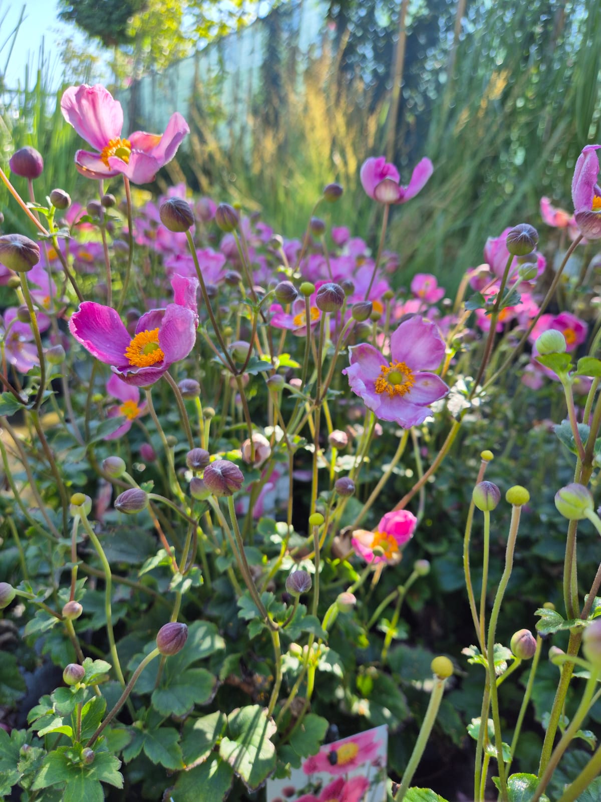 Anemone Fantasy 'Jasmine' C2