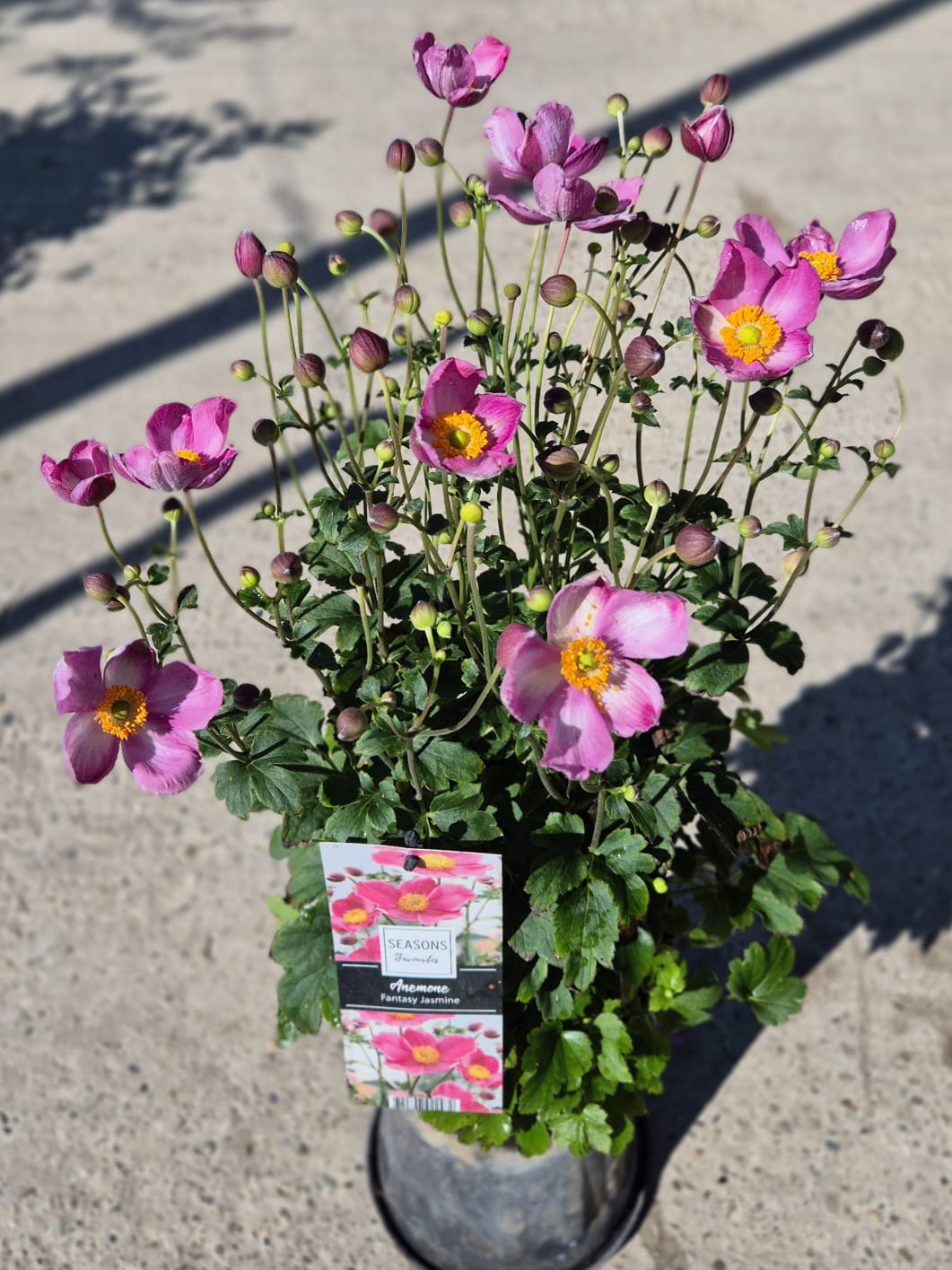 Anemone Fantasy 'Jasmine' C2