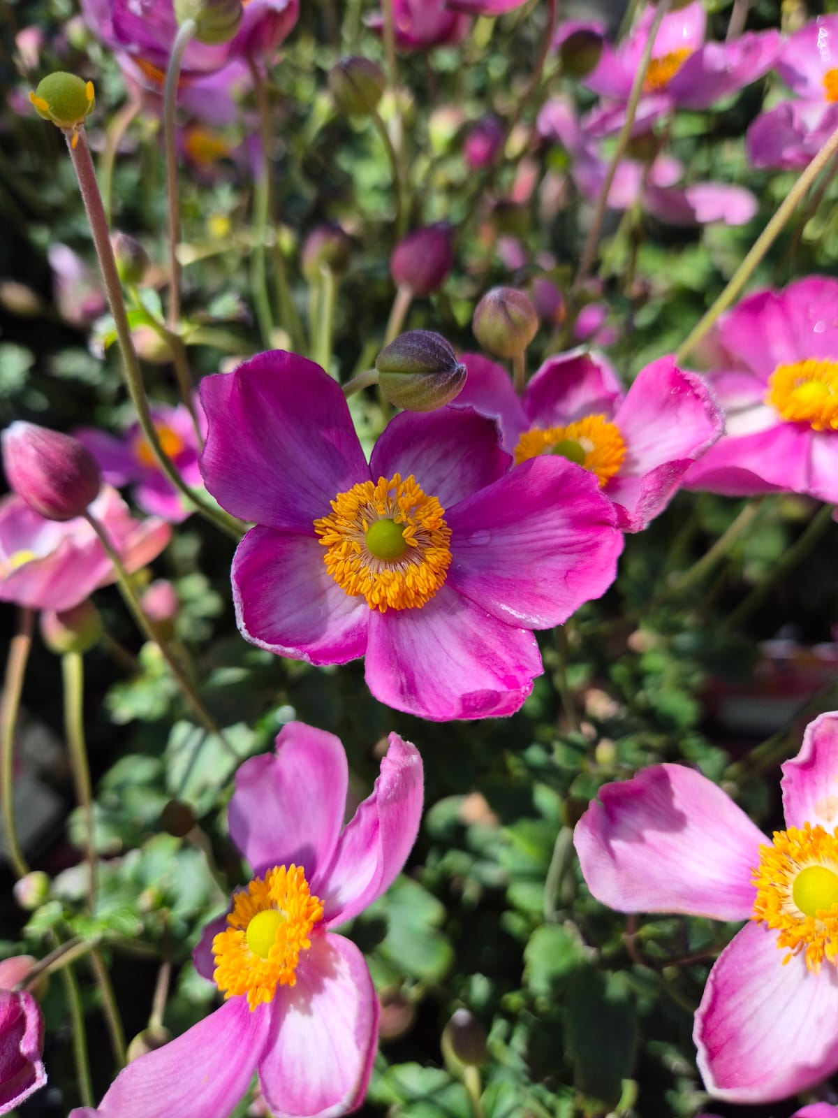 Anemone Fantasy 'Jasmine' C2