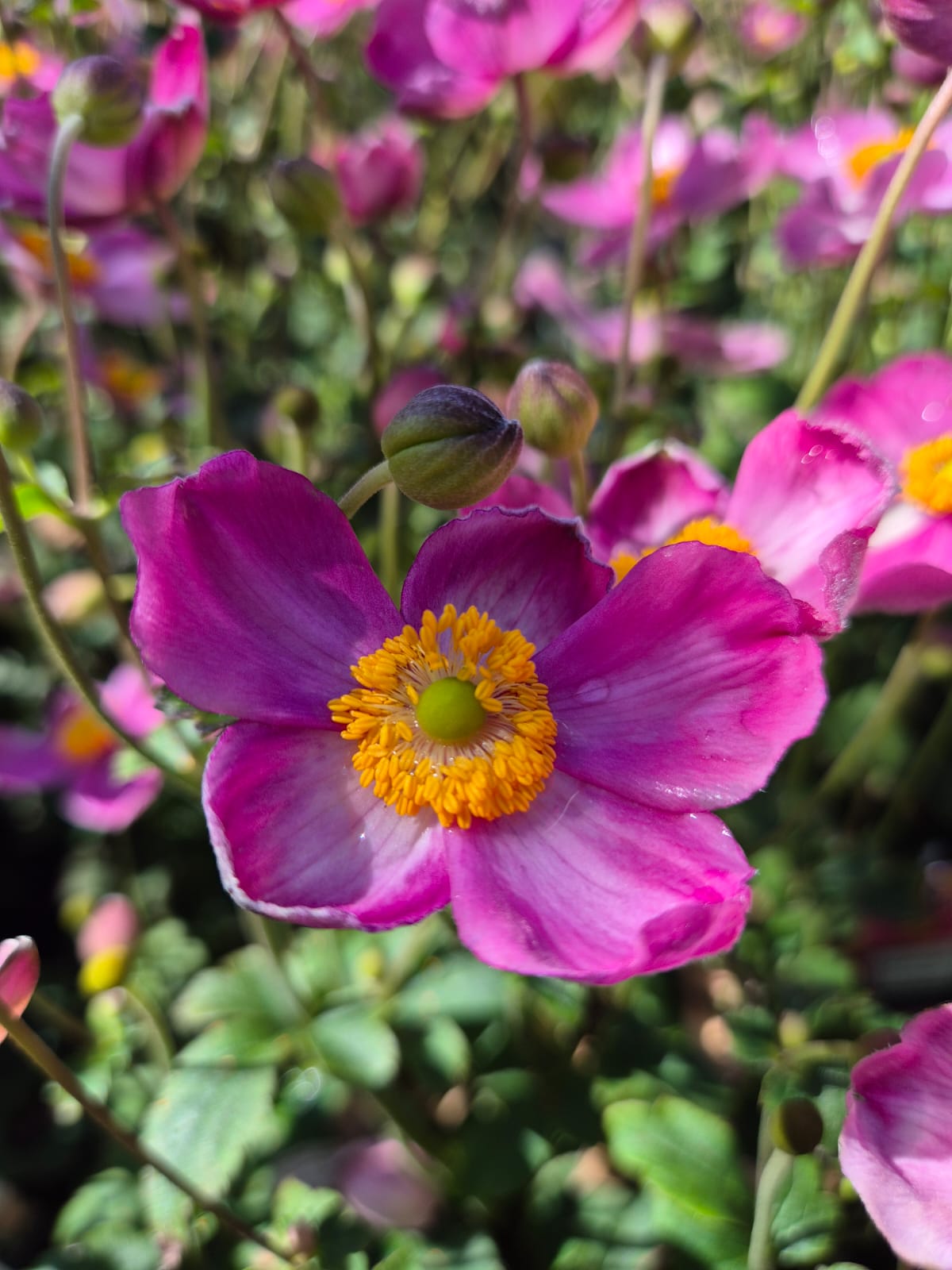 Anemone Fantasy 'Jasmine' C2
