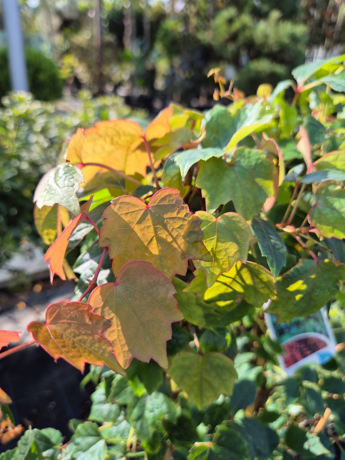 Parthenocissus tric. ‘Veitch Boskoop’ H80+