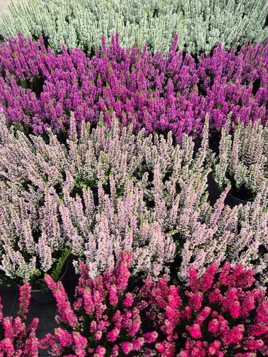 Calluna vulgaris ‘Beauty Ladies’  P9.5