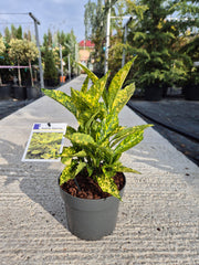 Aucuba jap. ‘Golden King’ C2