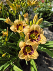 Hemerocallis ‘Peach Pudding’