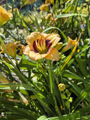 Hemerocallis ‘Peach Pudding’