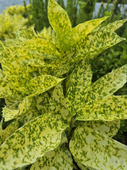 Aucuba japonica 'Crotonifolia'