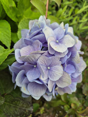 Hortensie - Hydrangea macrophylla ‘Bondesse’
