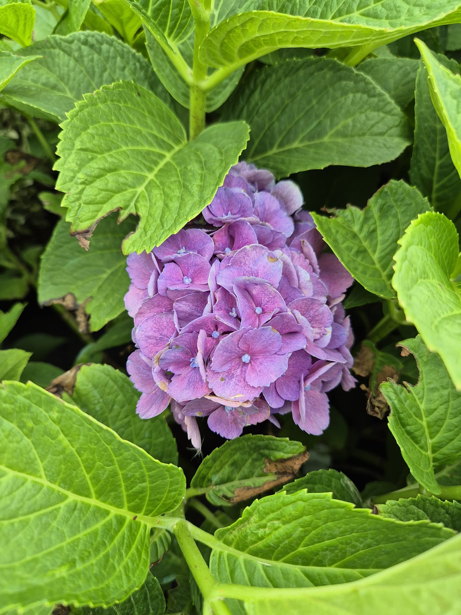 Hortensie - Hydrangea macrophylla ‘Bondesse’