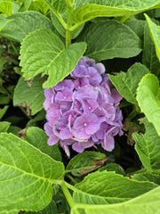 Hortensie - Hydrangea macrophylla ‘Bondesse’