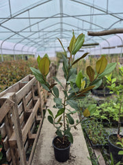 Magnolia grandiflora Galissonniere