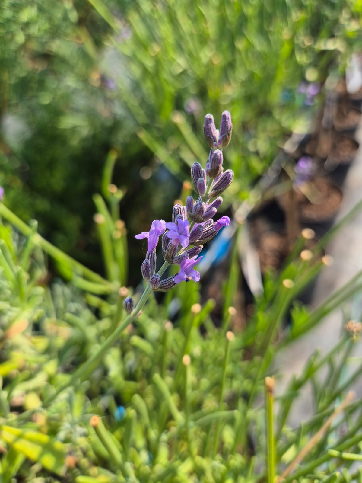 Lavanda Copacel - Lavandula angustifolia ‘Munstead’