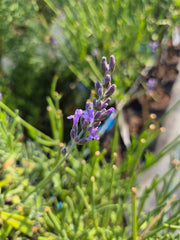 Lavanda Copacel - Lavandula angustifolia ‘Munstead’