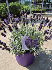 Lavanda - Lavandula angustifolia ‘Hidcote’