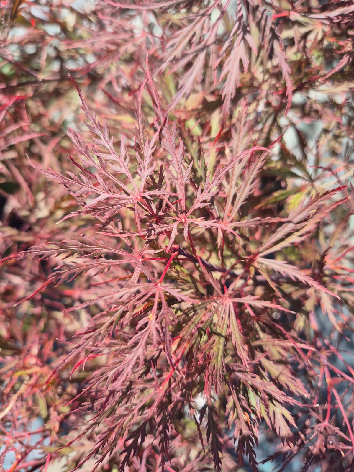 Arțar japonez - Acer Palmatum Dissectum