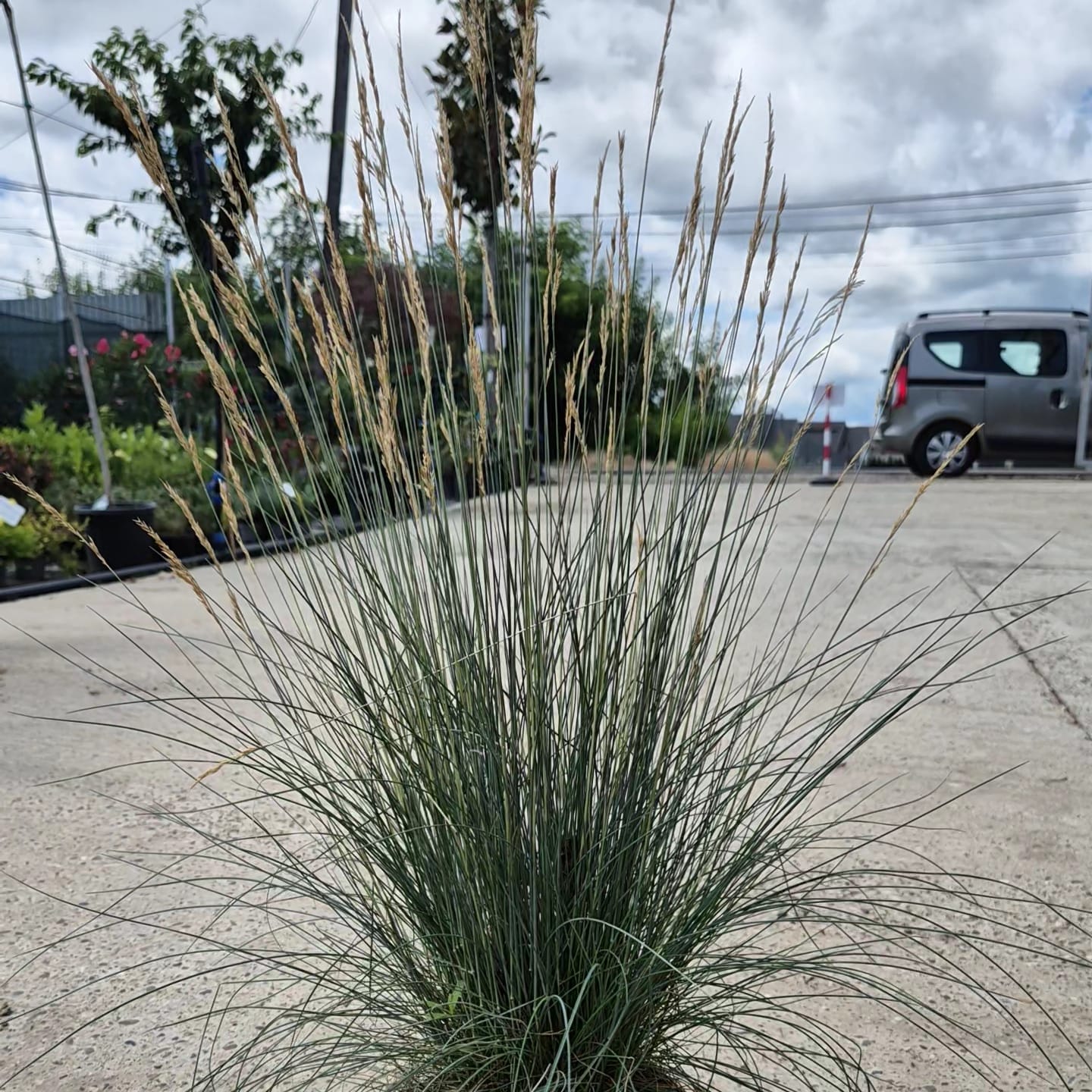 Iarbă albastră - Festuca Glauca