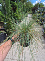 Iarbă albastră - Festuca Glauca