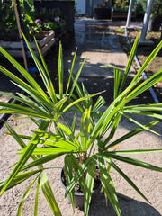 Palmier Chamaerops Excelsa