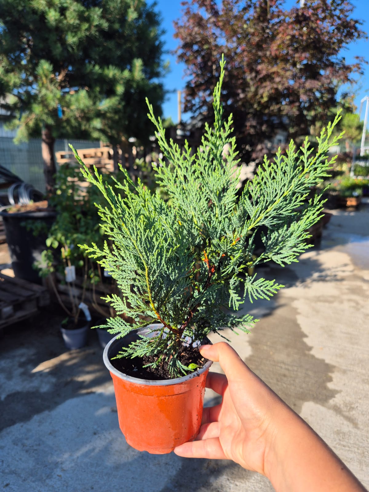 Cupressocyparis leylandii
