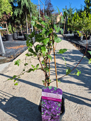 Clematis ‘Jackmanii’