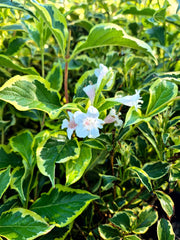 Weigela ‘Nana Variegata’