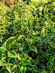 Weigela ‘Nana Variegata’