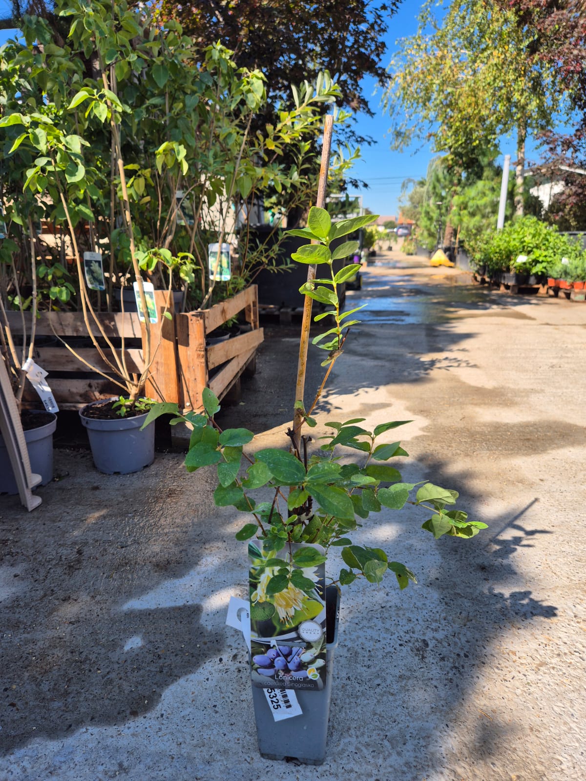 Afin Siberian - Lonicera caerulea ‘Sinoglaska’
